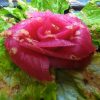 Valentine’s Deal Hana Rose only $11.95 !